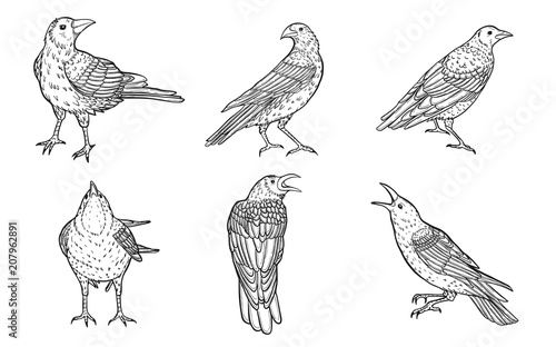 Set of crow vector on white background.Birds vector by hand drawing