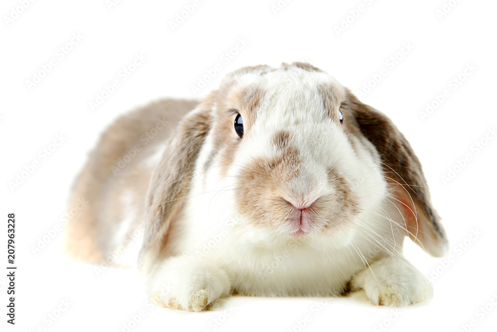 Beautiful rabbit isolated on white background Beautiful rabbit isolated on white background