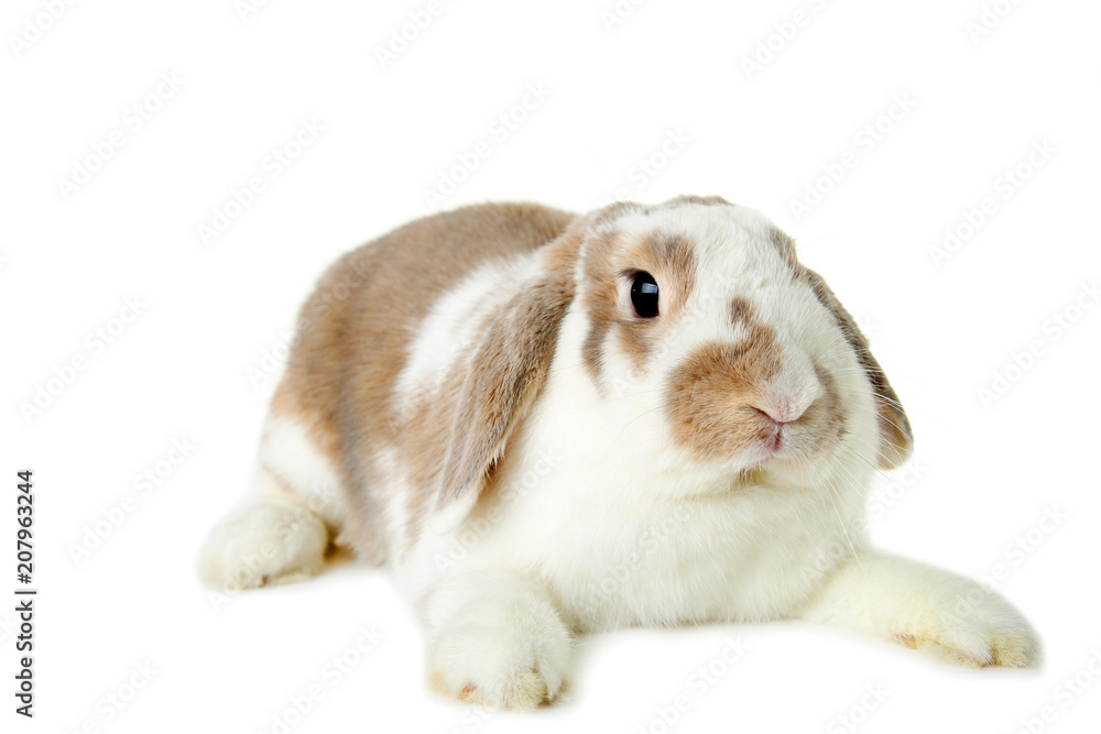Beautiful rabbit isolated on white background Beautiful rabbit isolated on white background