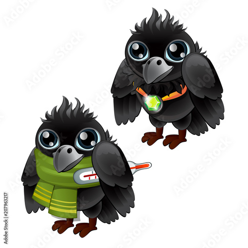 Healthy and diseased jackdaw isolated on white background. Vector cartoon close-up illustration.