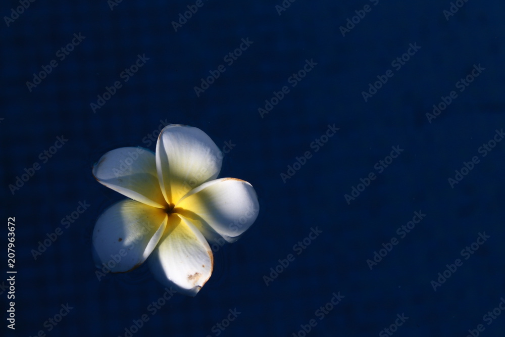 Fototapeta premium Flor