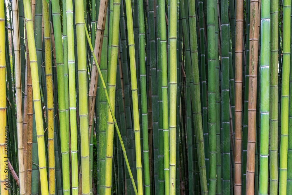 Bamboo in different shades of green and brown growing naturally in different angles instead of parallel lines. Bamboo in different shades of green and brown growing naturally in different angles instead of parallel lines.