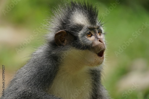 Thomas-Langur im Dschungel von Nordsumatra, Indonesien