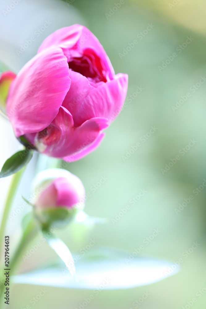 Fototapeta premium Peony