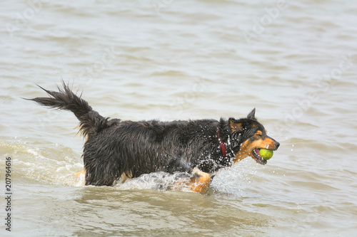 Hund in Bewegung am Strand der Nordsee