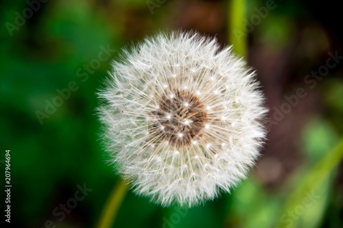 Close-up on a dandelion head