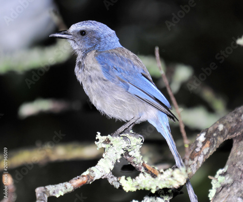 Florida Scrub Jay photo