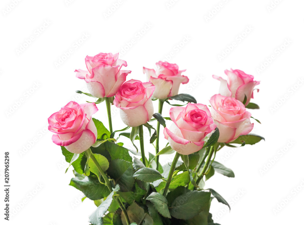 Fototapeta premium Beautiful bouquet of beige roses with a pink border isolated on white background