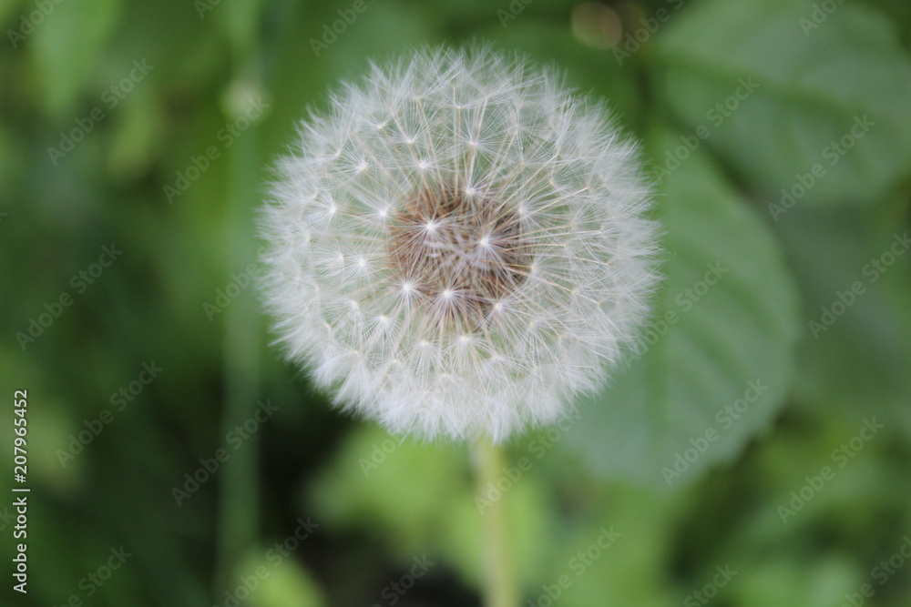 Fototapeta premium Pissenlit