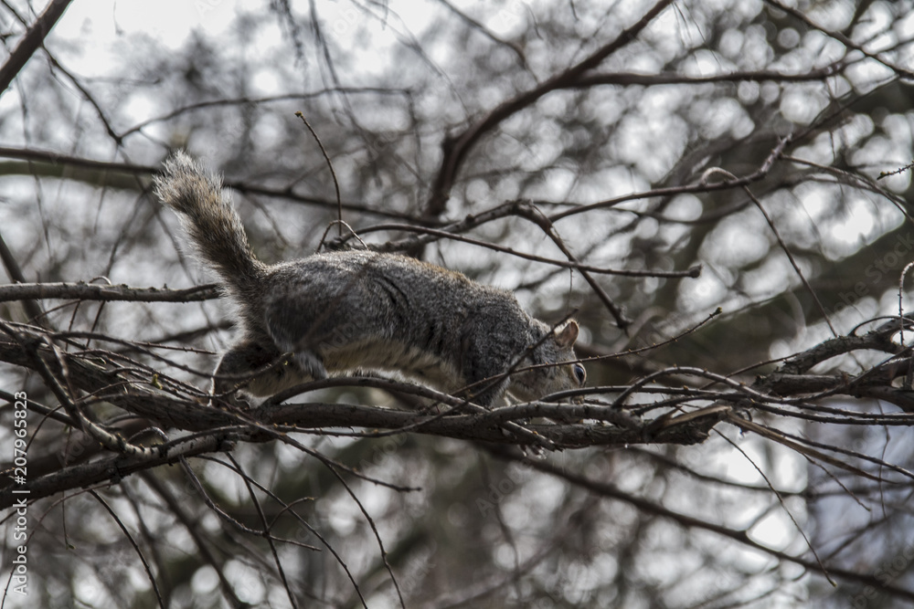 Obraz premium Esquilos no Parque