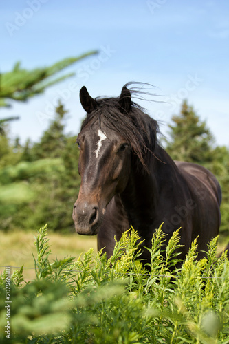 Flies NOT bothering a Healthy Horse in the Pasture during the Summer 