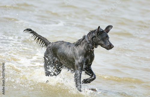Hund in Bewegung am Strand der Nordsee