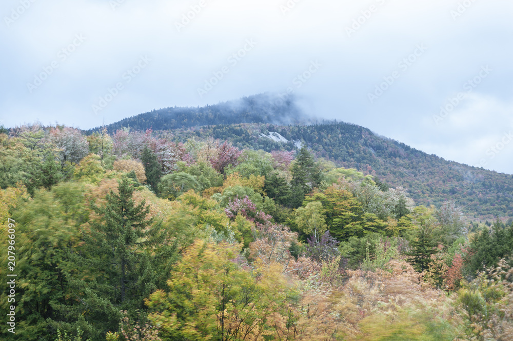 Trees in muted autumn foliage being whipped by wind