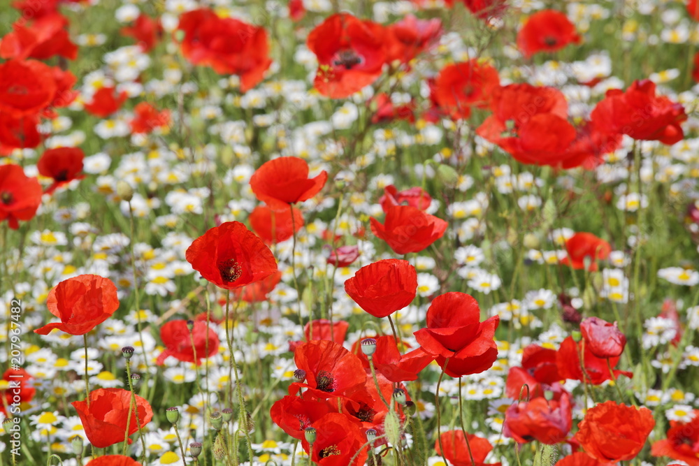 Fototapeta premium Spring meadow with blossoming daisies and poppy flowers