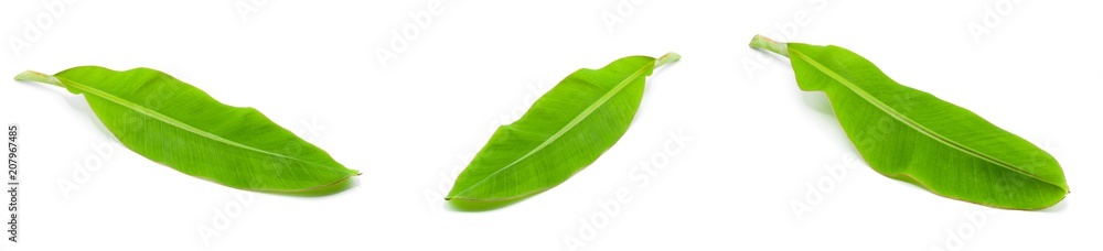 Obraz premium collection of green banana leaf isolated on white background