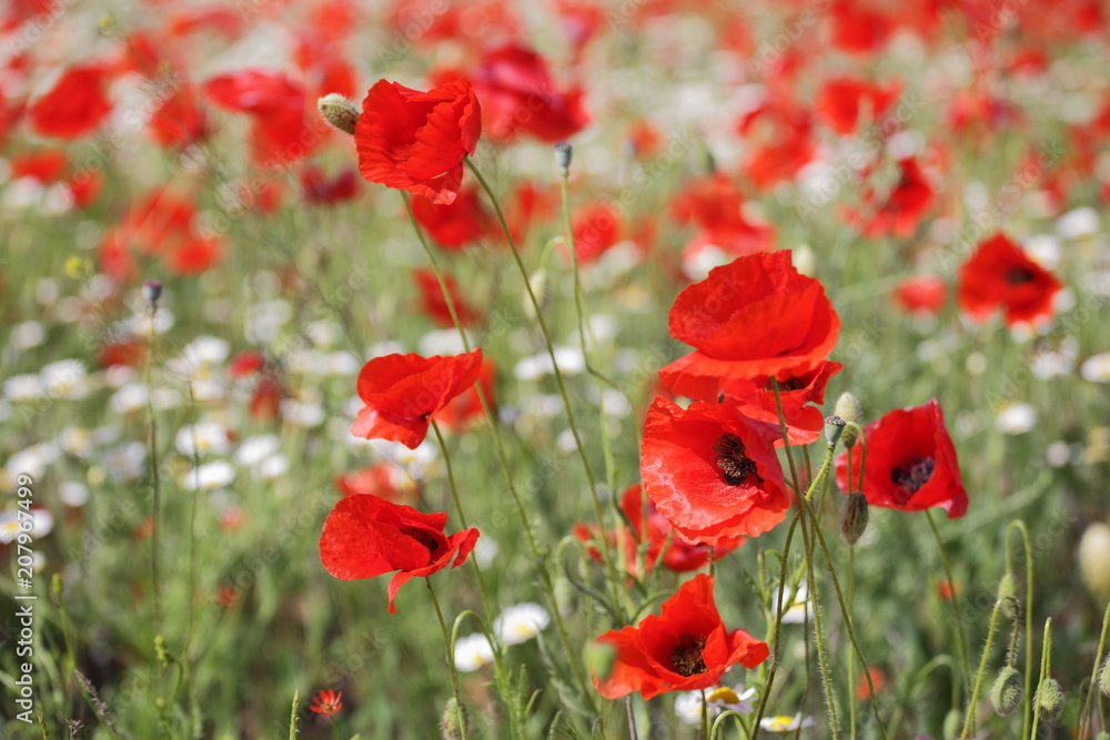 Fototapeta premium Spring meadow with blossoming daisies and poppy flowers 