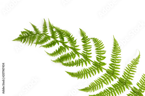 Leaf of young gently green fern is isolated on white background