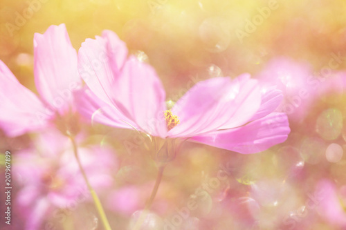 Fresh cosmos flowers in the summer garden with bokeh texture and soft blur 