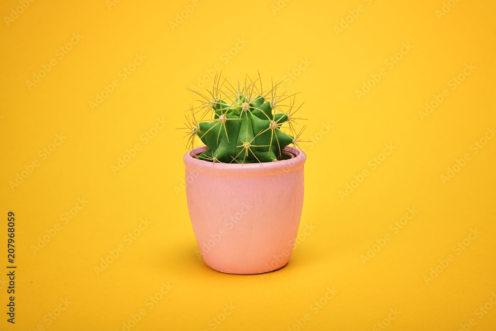 Front view Green Cactus concept on yellow background with copy space. Aloe and other succulents in colorful ceramic pot Front view Green Cactus concept on yellow background with copy space. Aloe and other succulents in colorful ceramic pot