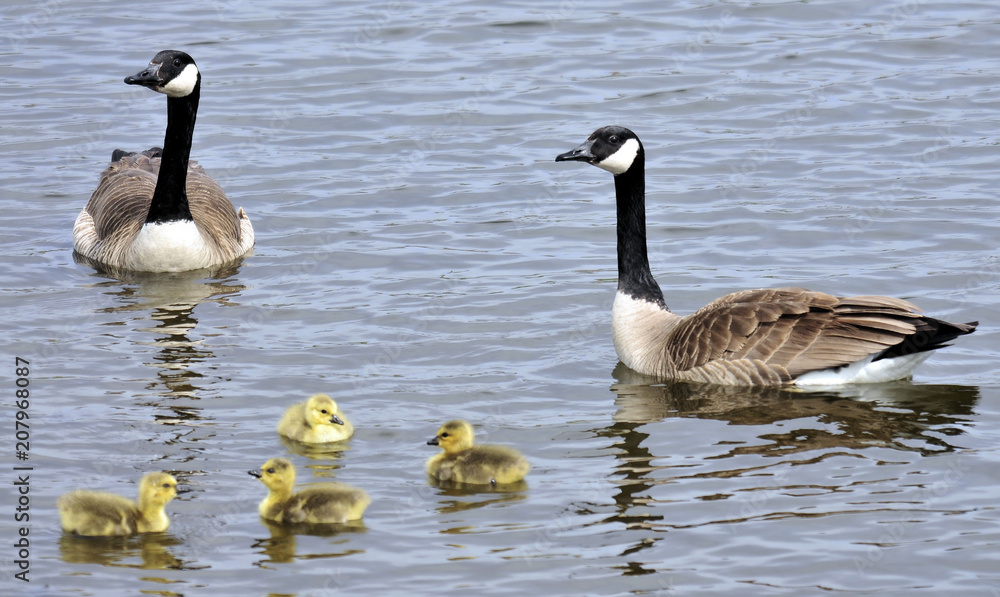Canada Geese and their newly hatched little ones: Canada Geese and their newly hatched little ones: