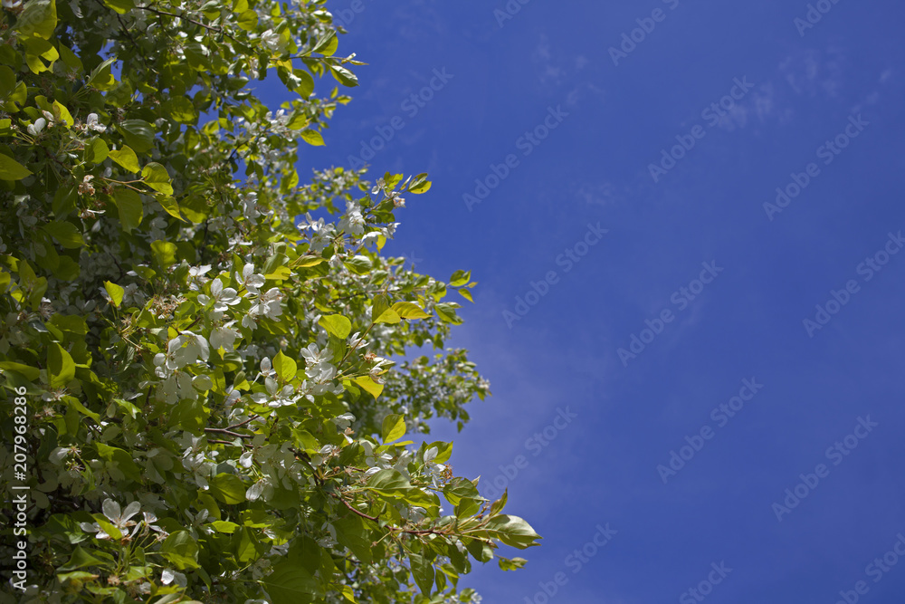Blooming wild Apple trees in an abandoned garden
