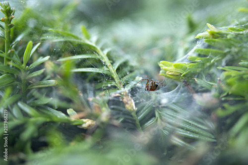 Spider with net