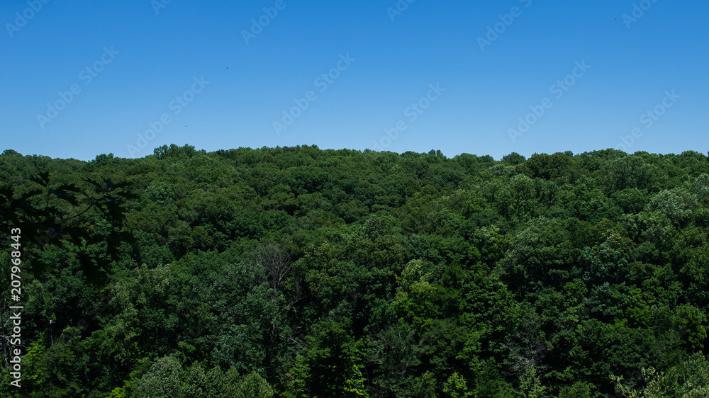 Tree tops of a lush forest on a bright, sunny, cloudless day Tree tops of a lush forest on a bright, sunny, cloudless day