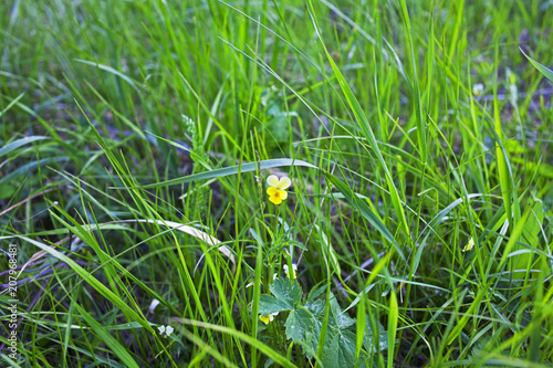 lonely field violet in Russia photo