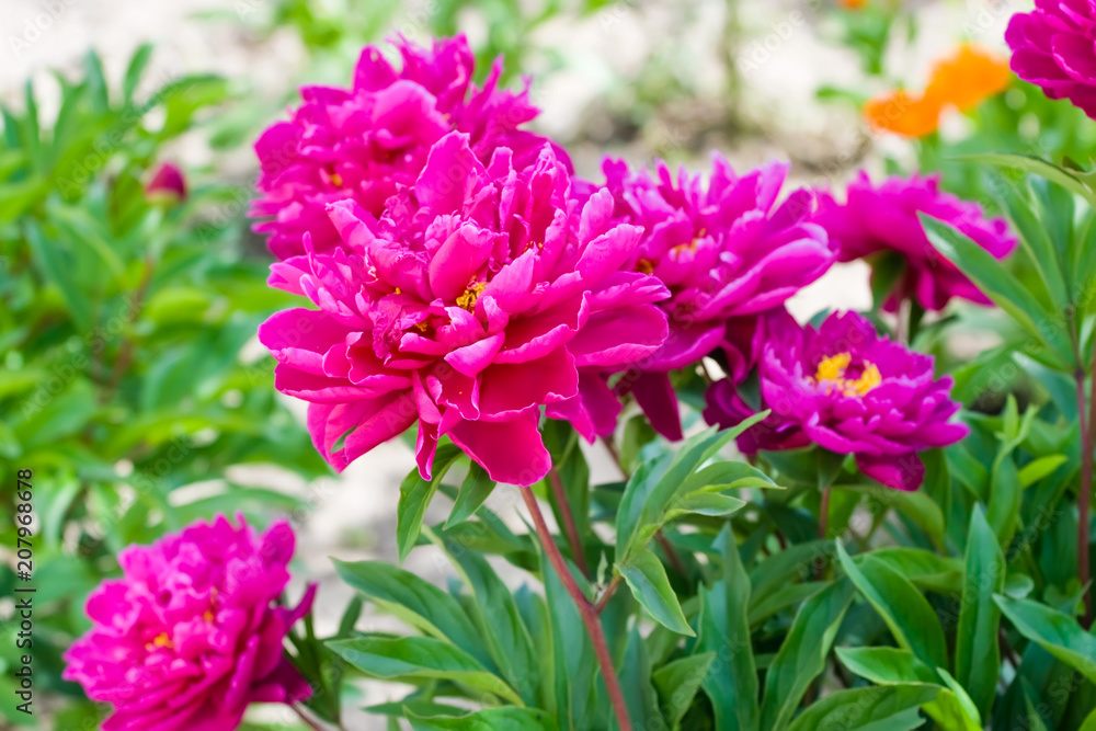 Fototapeta premium Pink peony flowers in the garden