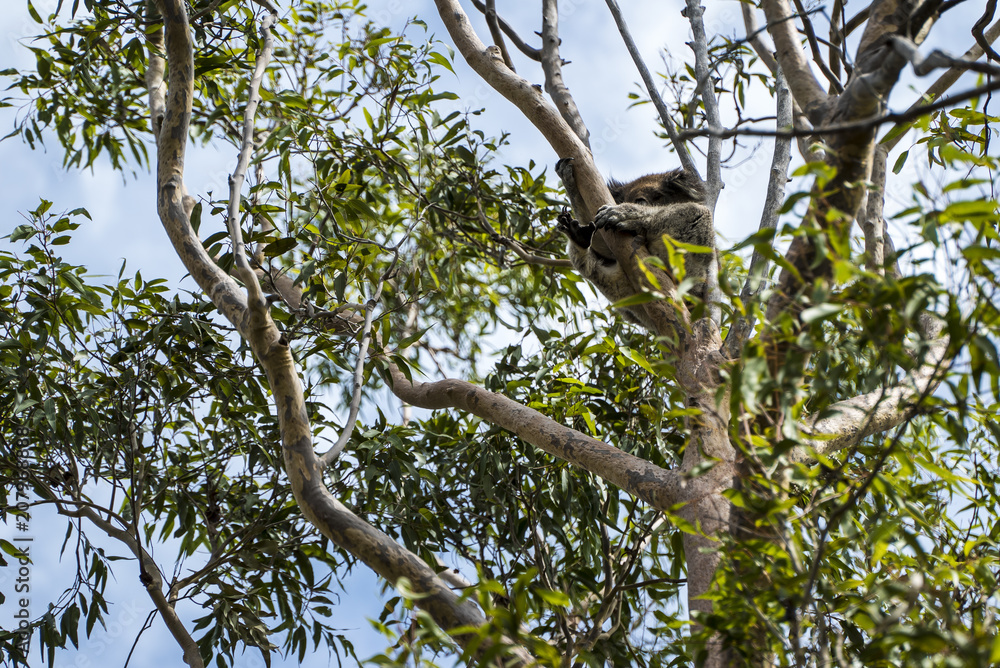 Koala in the tree relaxing and sleeping in Australia Koala in the tree relaxing and sleeping in Australia