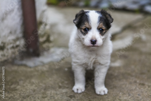 Cute animals posing for the camera beeing curious and adorable