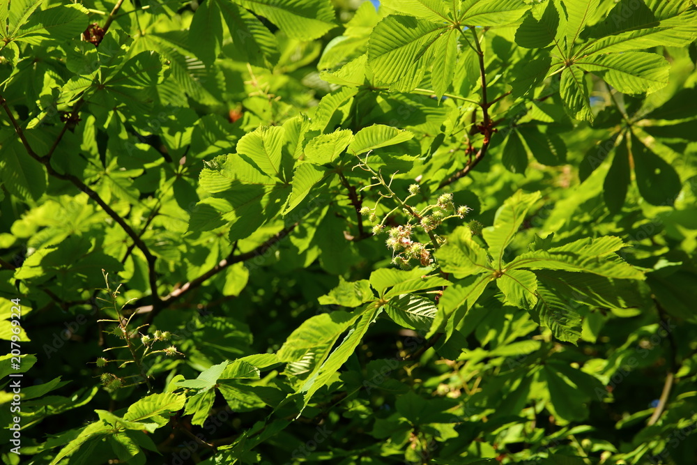 Chestnut is a deciduous tree with interesting leaves in the shape of a human hand. Chestnut is a deciduous tree with interesting leaves in the shape of a human hand.