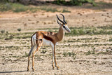Springbok, Antidorcas marsupialis, pasture, Kalahari South Africa