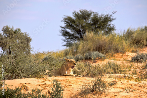 Fototapeta Naklejka Na Ścianę i Meble -  Leaning lioness, Panthera leo, Kalahari South Africa