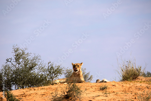 Leaning lioness, Panthera leo, Kalahari South Africa