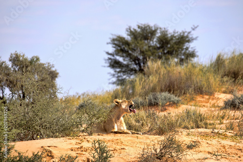 Fototapeta Naklejka Na Ścianę i Meble -  Leaning lioness, Panthera leo, Kalahari South Africa