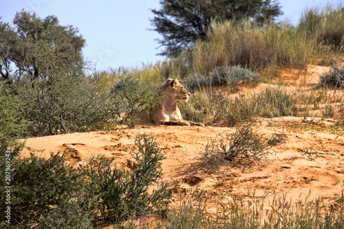 Fototapeta Naklejka Na Ścianę i Meble -  Leaning lioness, Panthera leo, Kalahari South Africa