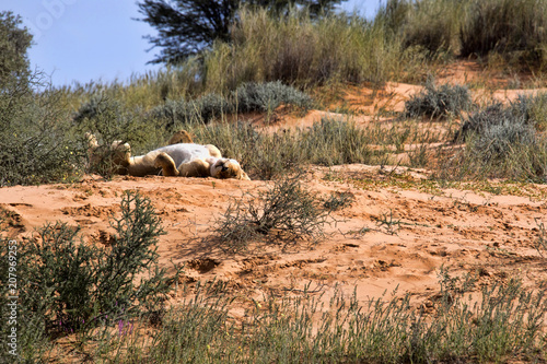 Fototapeta Naklejka Na Ścianę i Meble -  Leaning lioness, Panthera leo, Kalahari South Africa