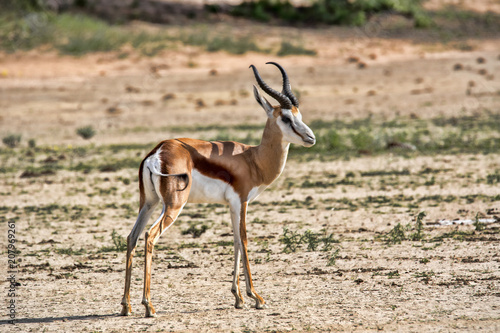 Springbok, Antidorcas marsupialis, pasture, Kalahari South Africa