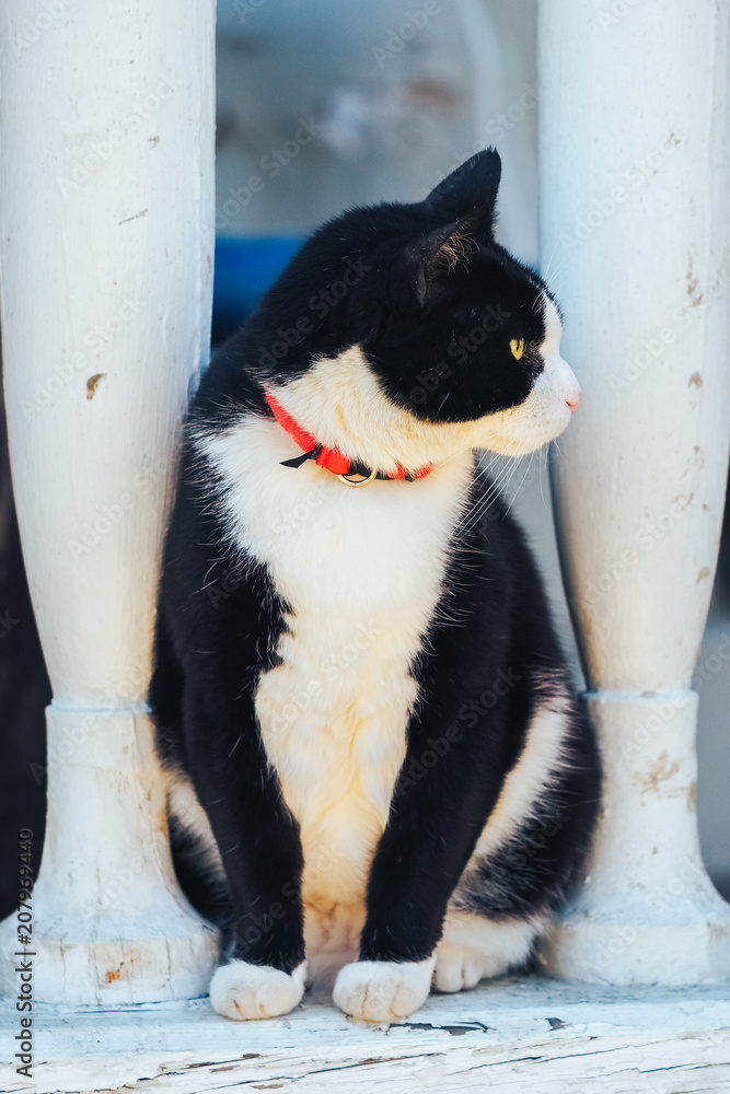 black and white cat with green eyes watches things from the porch. The cat on the neck a red collar