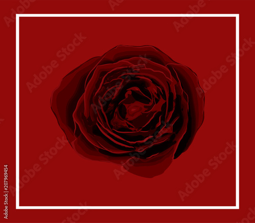 vivid red Rose isolated on light red background with border 