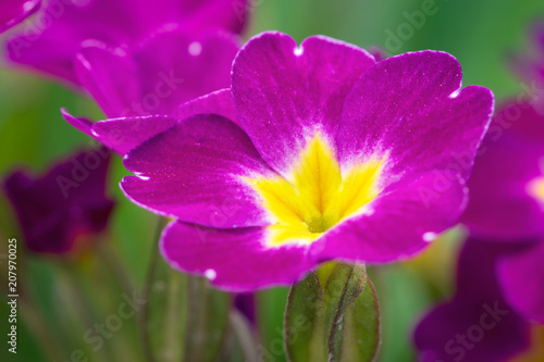 Flower closeup