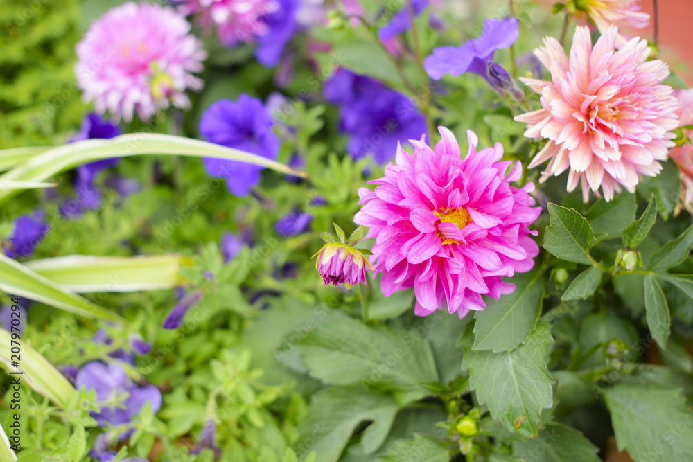 beautiful Aster flowers beautiful Aster flowers