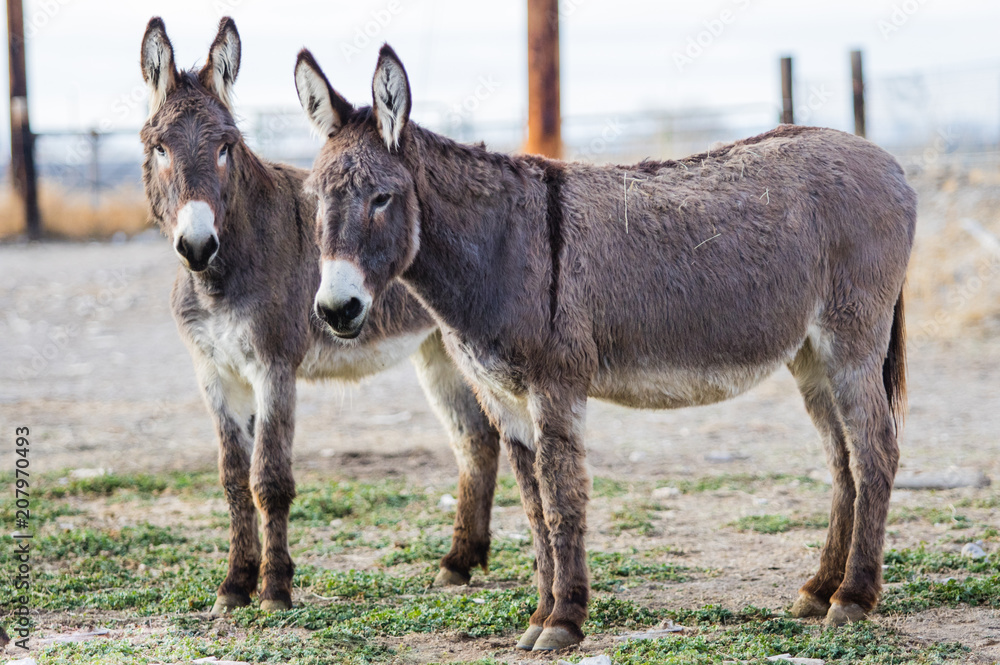 Donkeys 