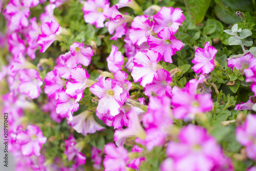 beautiful Petunia flowers