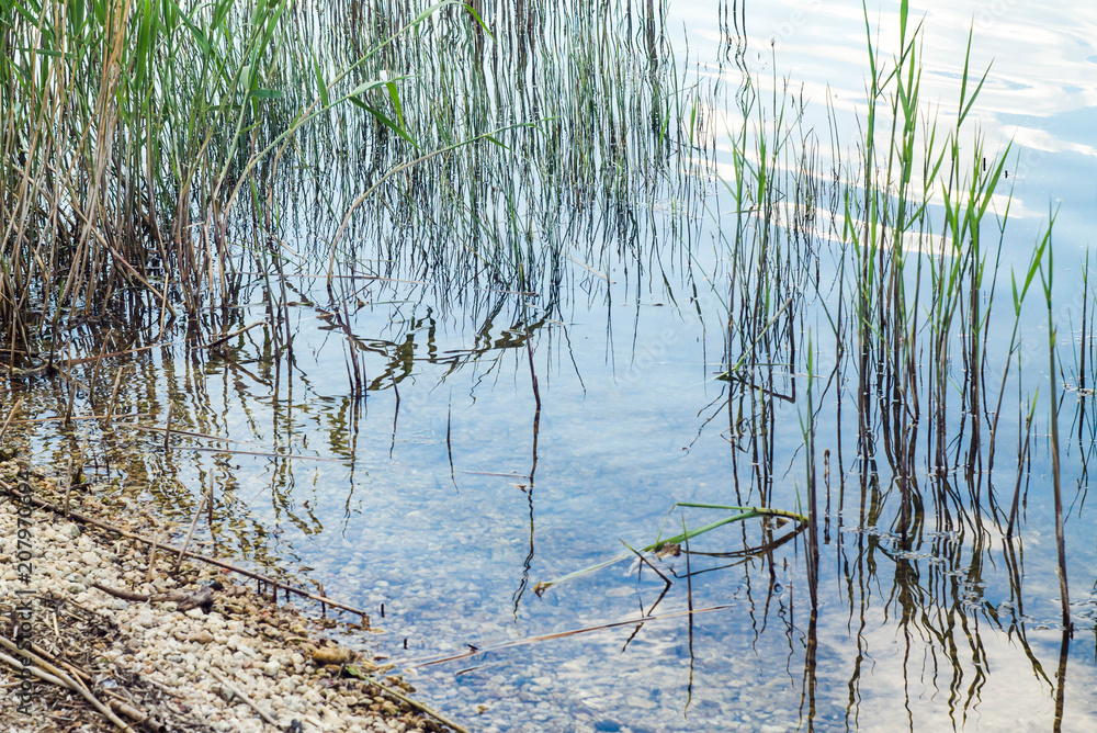 Plants on the river bank close-up of selective focus. Bulrush closeup. Plants on the river bank close-up of selective focus. Bulrush closeup.