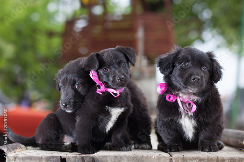 three cute street dogs ready for adoption