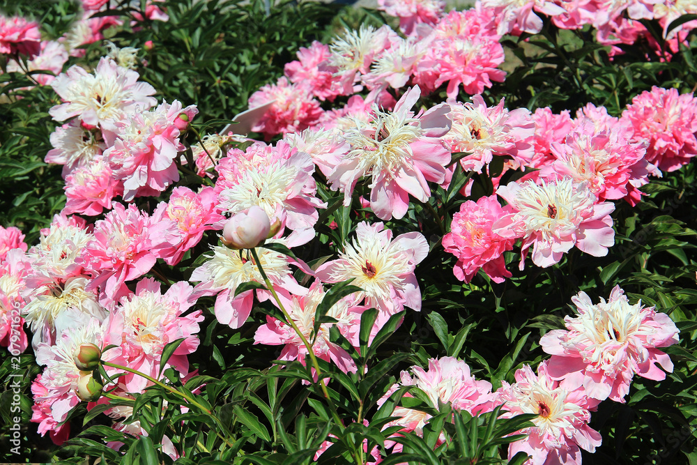 riot of beautiful flowers riot of beautiful flowers