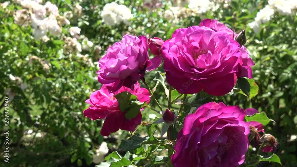 Close up of magenta roses in beautiful garden Close up of magenta roses in beautiful garden