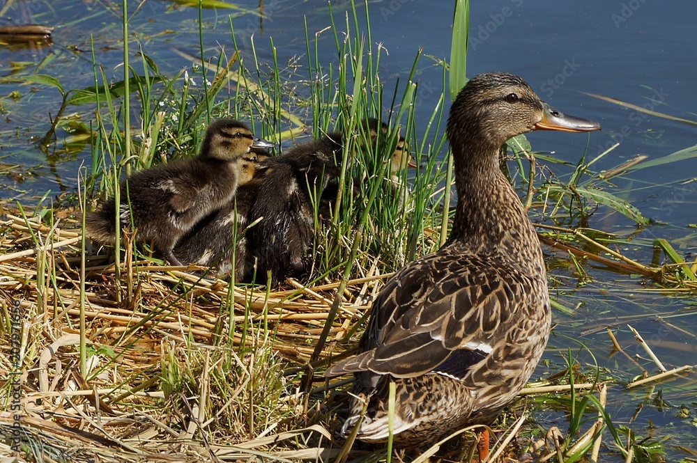 brown duck and small ducklings on the shore in the grass near the water brown duck and small ducklings on the shore in the grass near the water